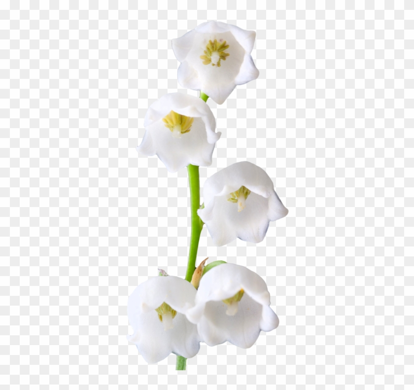 Lily Of The Valley Clipart Transparent - Lily Of The Valley Png #778597