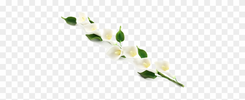 Calla Png Photos - Calla Lily Border Png #778609