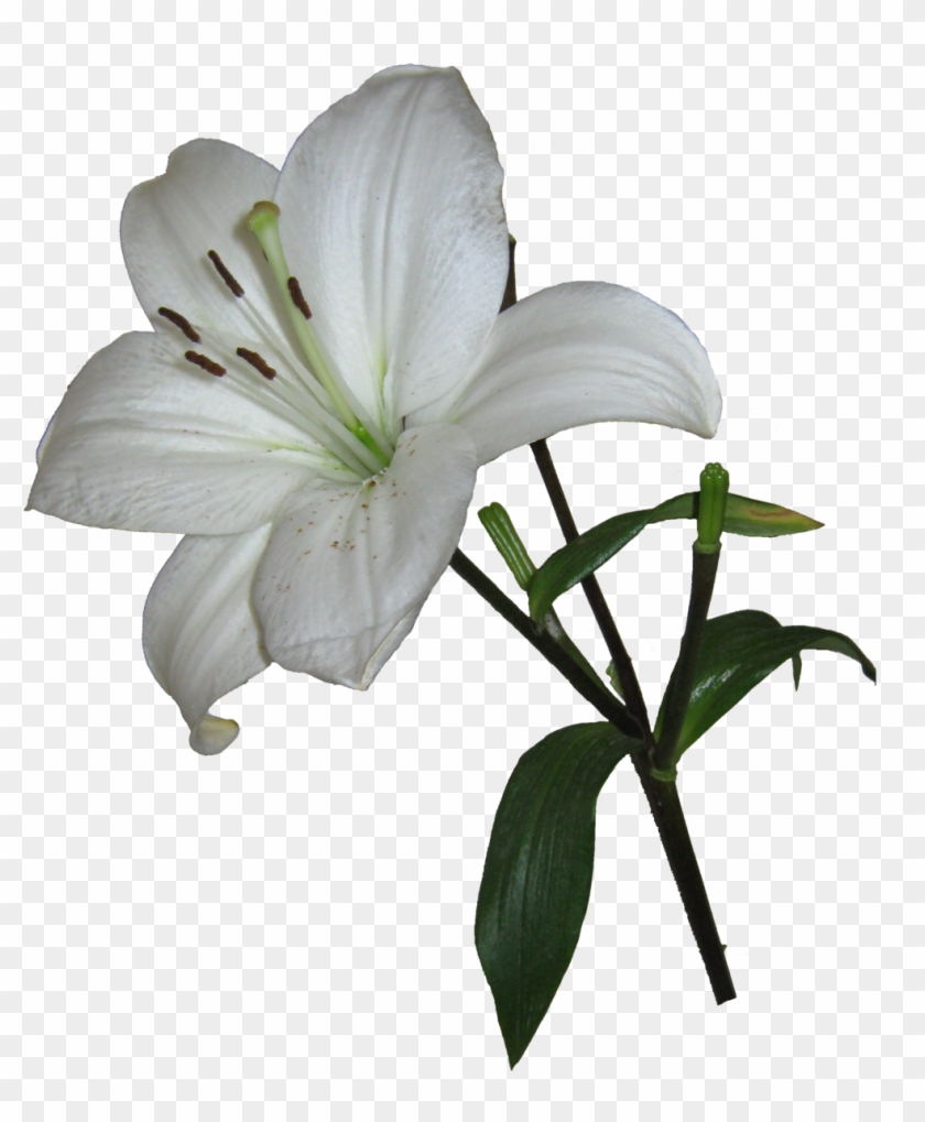 Lily Clipart Transparent - Easter Lily Png #778619