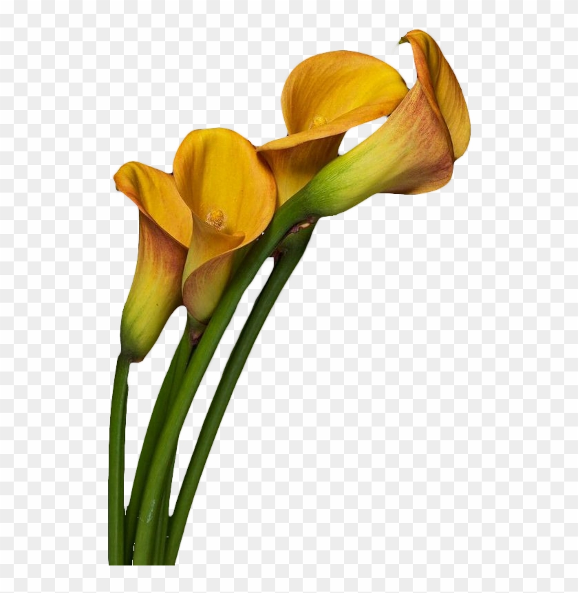 Arum-lily Flower Photography - Arum-lily Flower Photography #778671