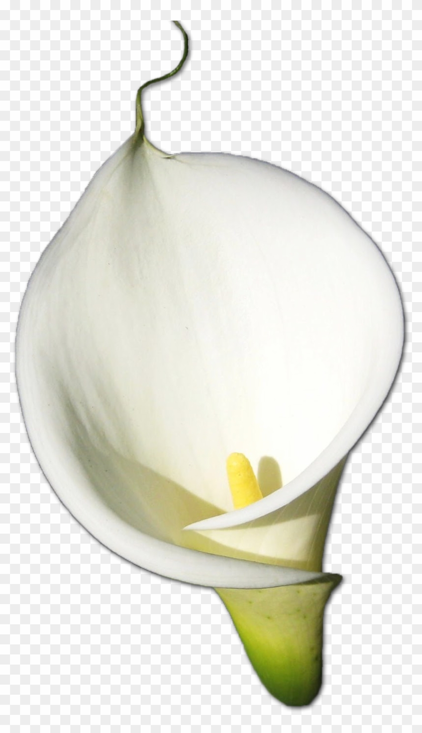 Calla Lily Essence - Calla Lily Essence #778679