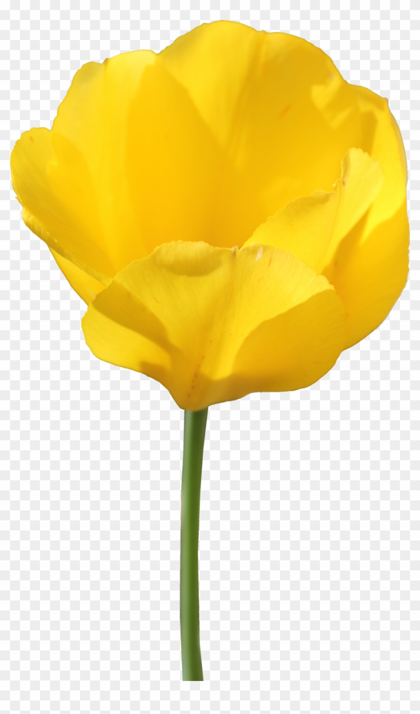 Yellow Tulip Flower Transparent #778685