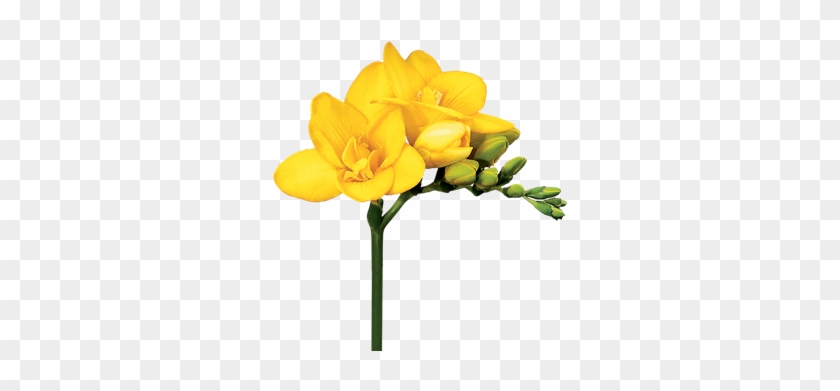 Global Leader In The Export Of Lily Bulbs, Freesia - Yellow Freesia Flower #778693