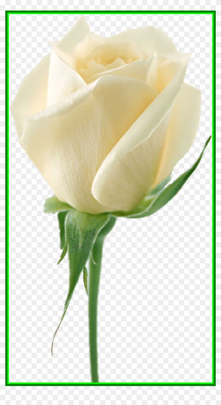 Lily Flower Lily Flower No Background Astonishing White - White Rose Drawing Transparent Background #778735