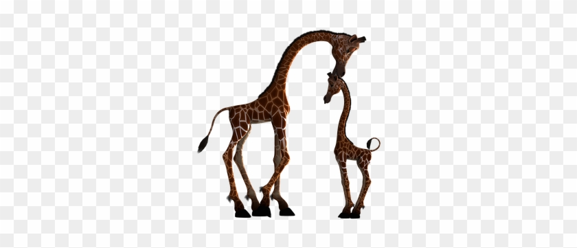 Giraffe Mammal Funny Fantasy Digital Art I - Mom And Baby Animal Silhouette #778738