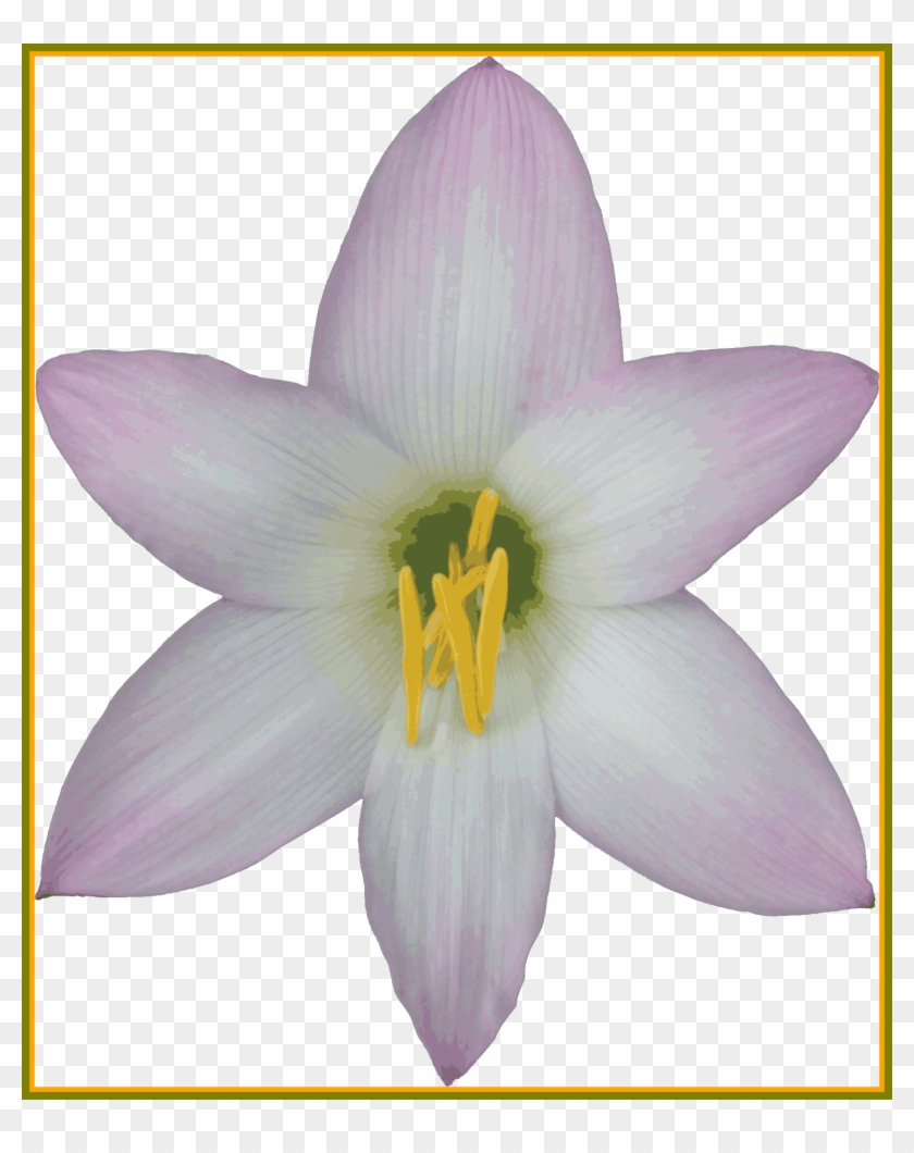 Incredible Transparent Background Nature Gif And Png - Lily - Free  Transparent PNG Clipart Images Download