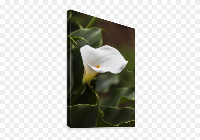 A White Zantedeschia Aethiopica, Known As Calla Lily - Posterazzi Dpi12304838 A White Zantedeschia Aethiopica #778752