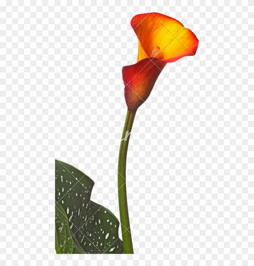 Single Flower Of An Orange Calla Lily And Partial Leaf - Orange Calla No Background #778770