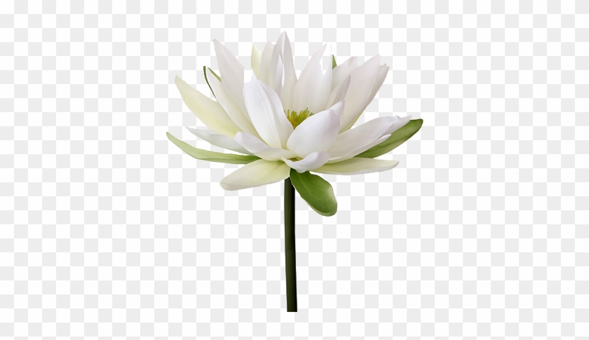 Water Lily Png Transparent Image - White Water Lily Png #778776