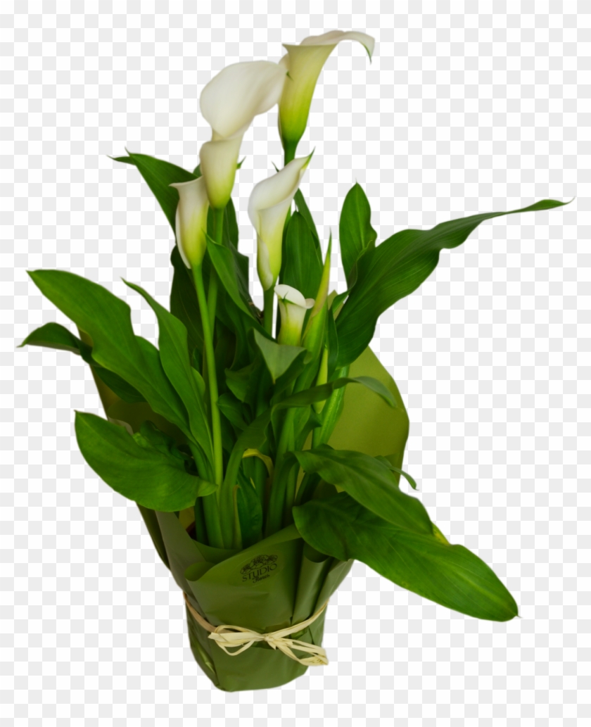 Calla Flower Shop Studio Flores - Online Shopping #778783