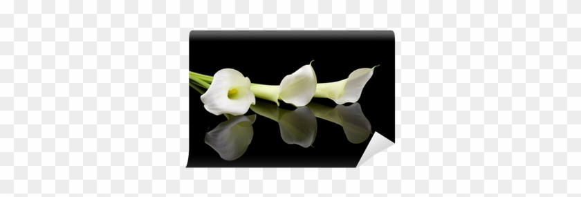 Beautiful White Calla Lilies Over Black Background - Condolences Quotes #778791