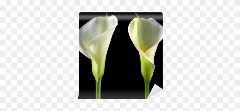 Giant White Arum Lily #778793