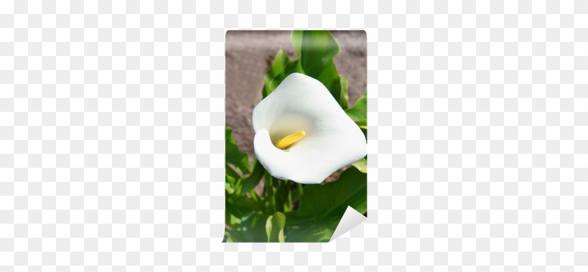 Giant White Arum Lily #778795