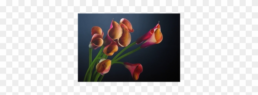 Bouquet Of Orange Calla Lily Over Black Background - Calla Lily #778801