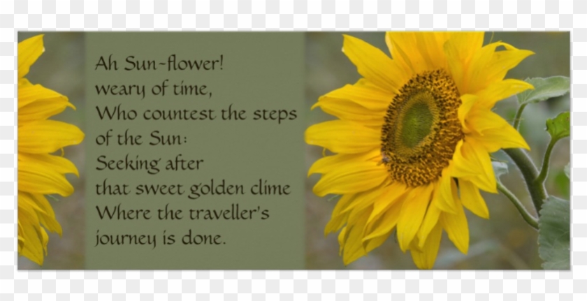 Ah Sun-flower Is A Poem By William Blake - Sunflower #778876