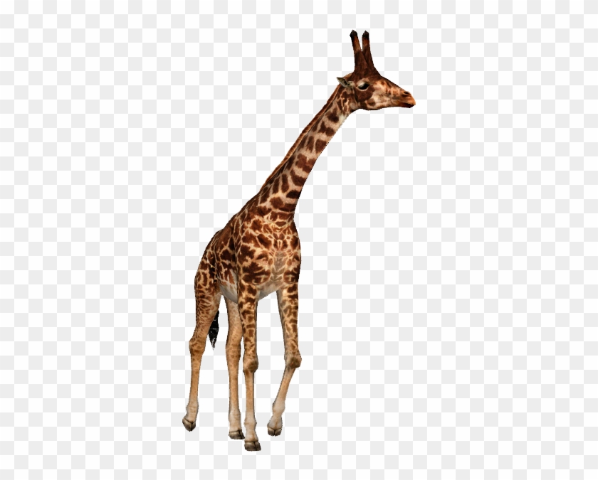 A Species Of Giraffe From The Miocene Named Honanotherium - Dinosaurs Mammals Giraffe Elephant #778885