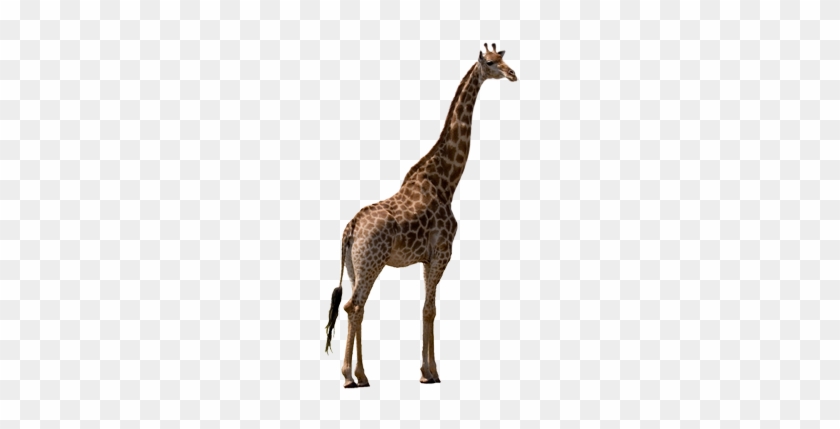 Giraffe - Stock Photography #778888