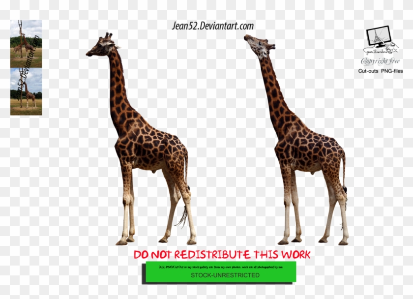 Giraffe Png By Jean52 - Giraffe #778892