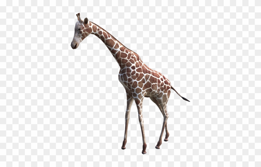 Zoo #778910