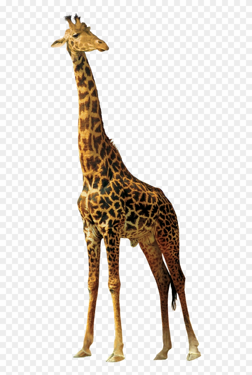 Giraffe Animals Nature Africa Png Image - African Animals Png #778914