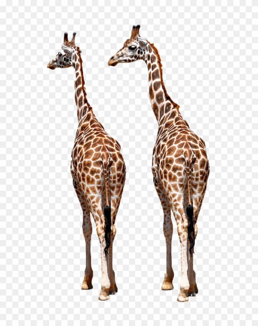 Reticulated Giraffe Okapi Giraffe Family African Wild - Reticulated Giraffe Okapi Giraffe Family African Wild #778996