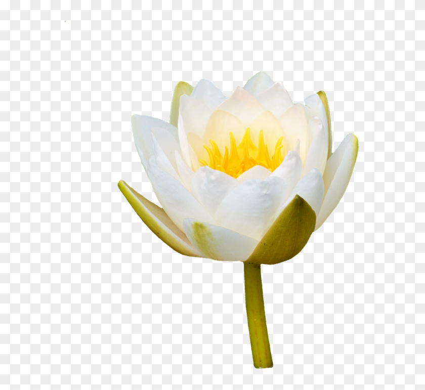 Water Lily Png 18, - Sacred Lotus #778985