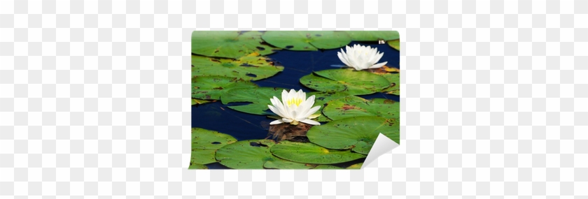 Beautiful Summer Pond Lilies In Bloom On A Summer Day - Water Lily #778993