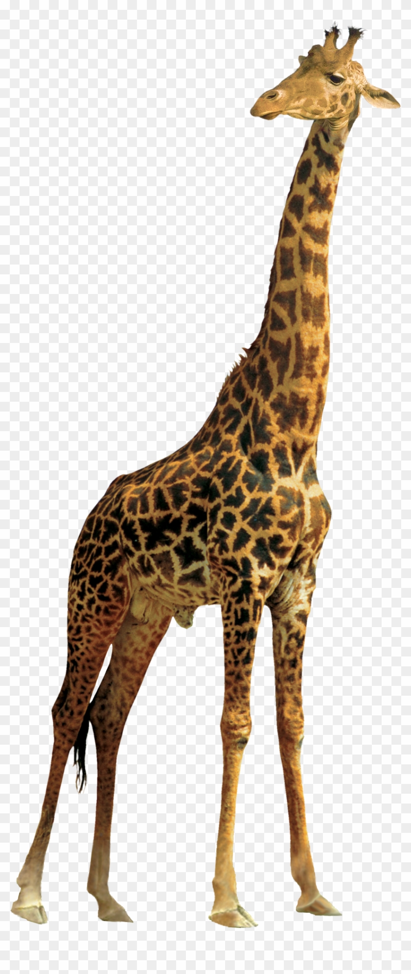 Giraffe Png #778998