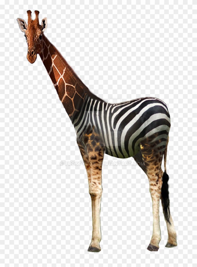 2 Type Giraffe And Zebra By Frostytail - Giraffe #779005