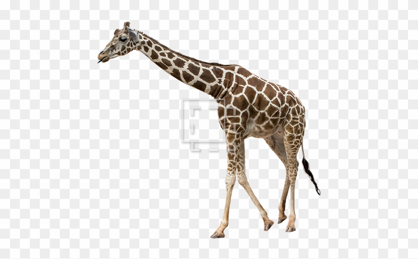 Parent Category - Giraffe #779016