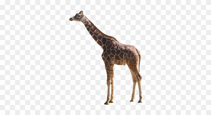Giraffe - Giraffe Png #779018