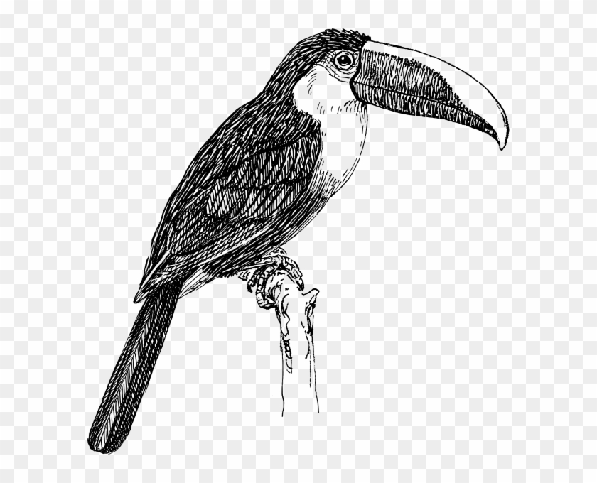Black And White Toucan #779117