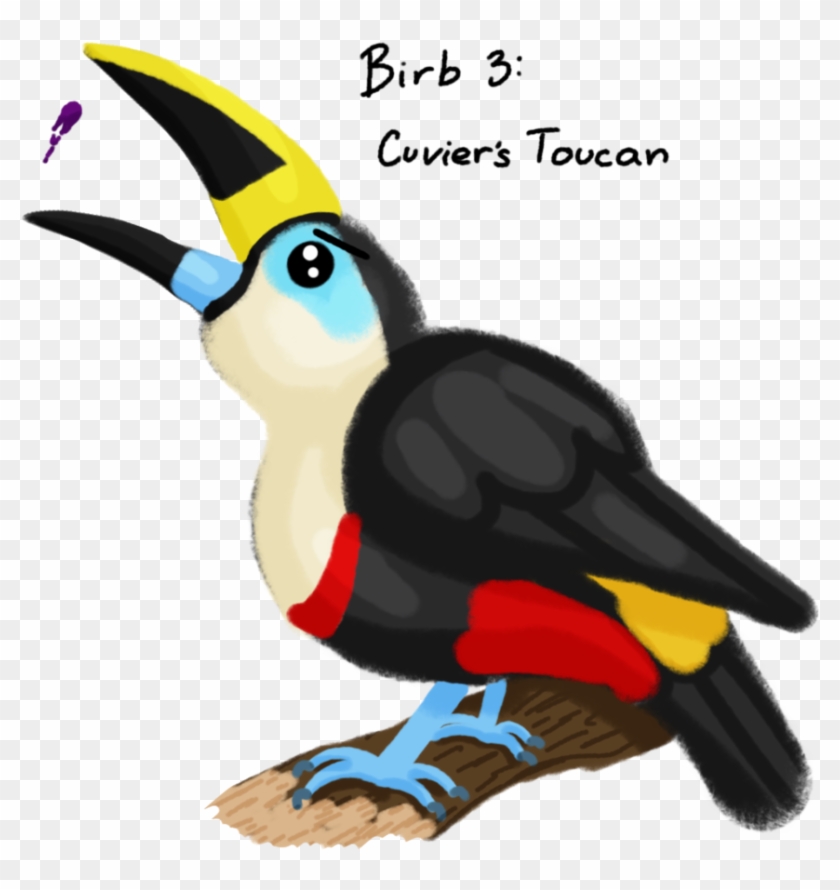 Cuvier's Toucan By Silverwingink - Hornbill #779157