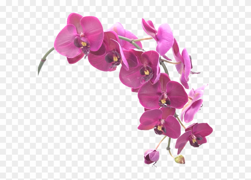 Bunches - Purple Orchid Flower Png #779281