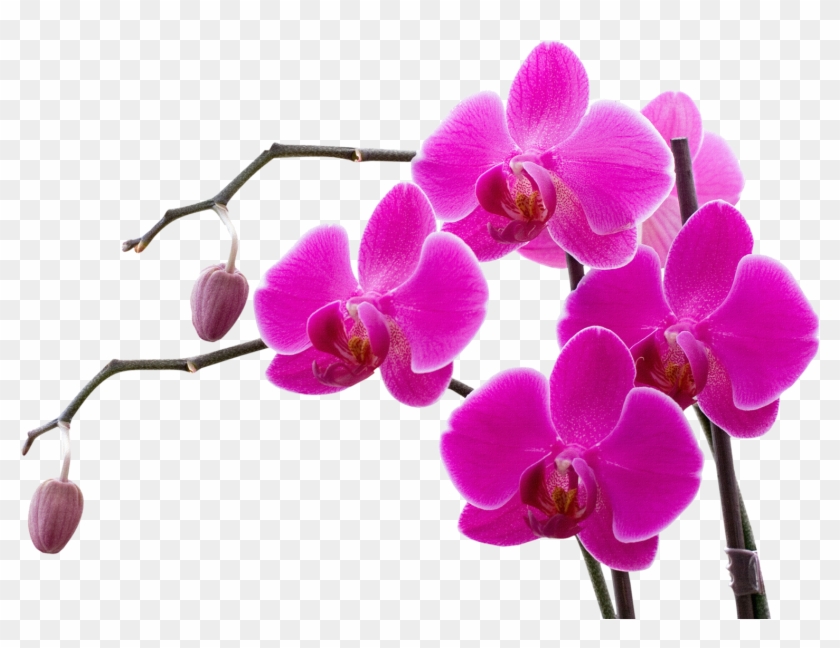 009png Orchid And Art Flowers - Orchid Flower #779345