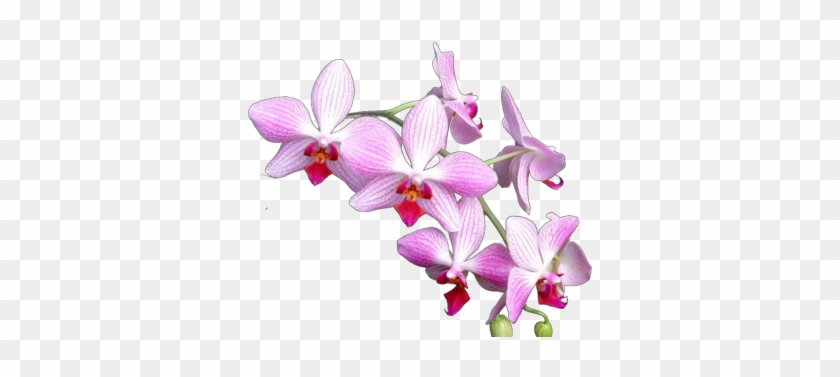 Orchids Psd Vectors Vectorhqcom - Orchid Flower Psd #779361