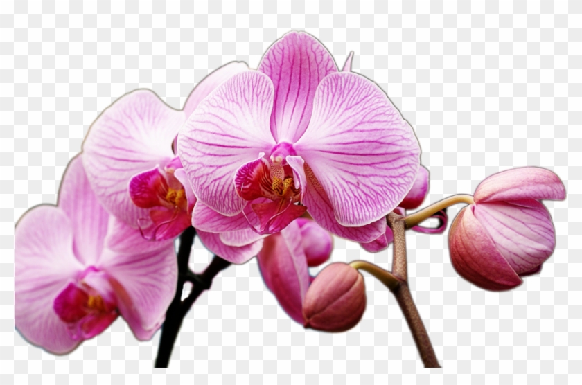 Orchid Stock Png By - Orchid Png #779372