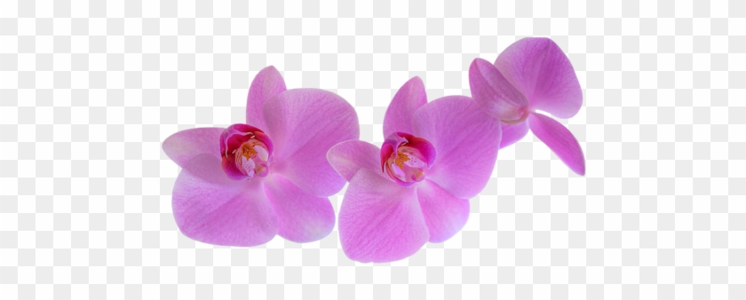 Pink Orchids - Phalaenopsis Sanderiana #779375