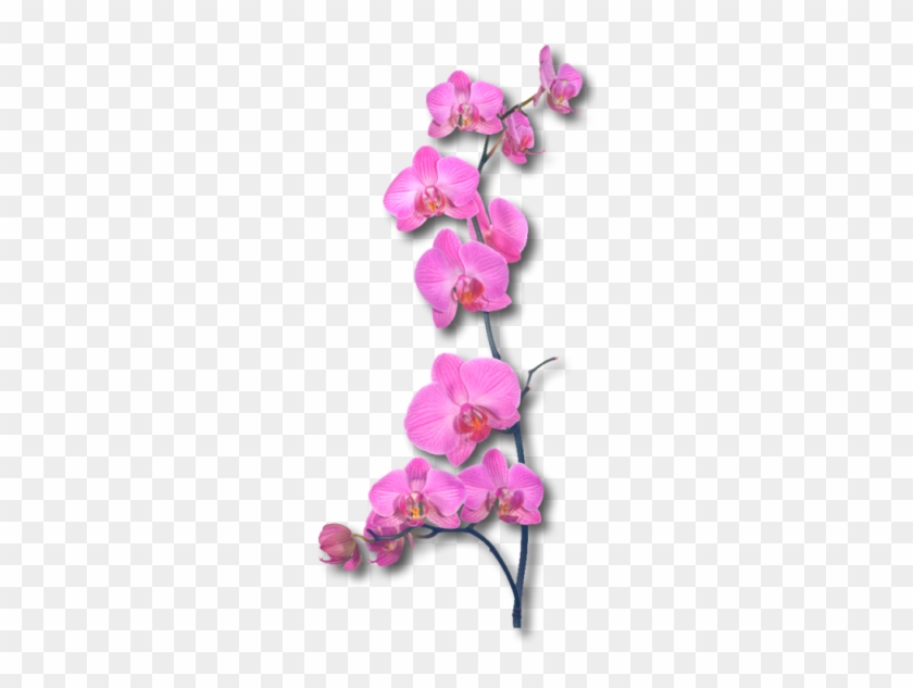 Sawasdee Thai Spa - Orchid Decorative Plaques By Epic Graffiti - Orchid #779454