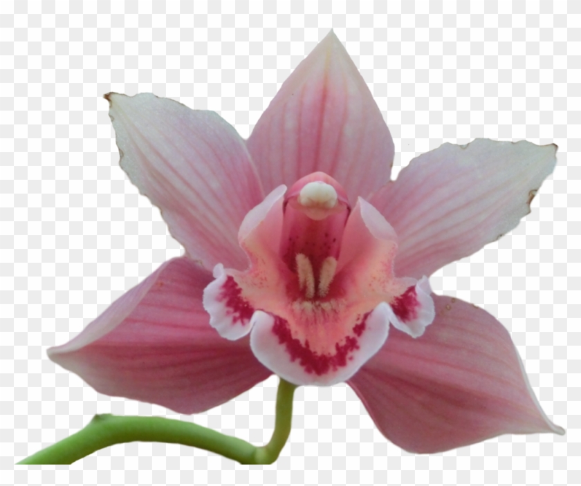 Pink Orchid Png By Jeanneystock On Deviantart - Pink Orchid Png #779465