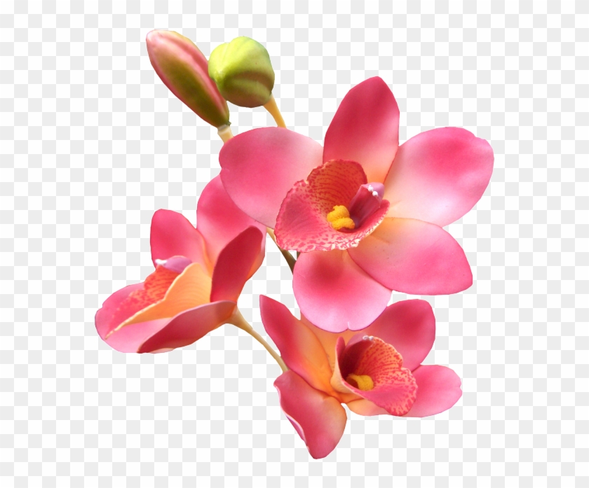 Explore Orchids, Orchid Flowers, And More - Lovers Poems Com Good Morning #779579