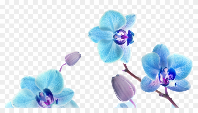Orchid Marketing Blue Orchid Png - Create A Happy Life #779599