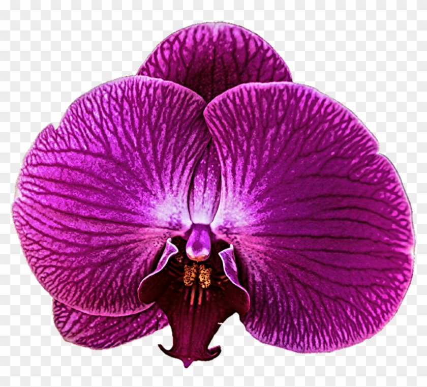 Dark Pink Orchid By Jeanicebartzen27 Dark Pink Orchid - Zygopetalum #779602