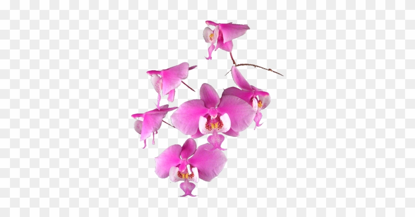 Orchids #779606