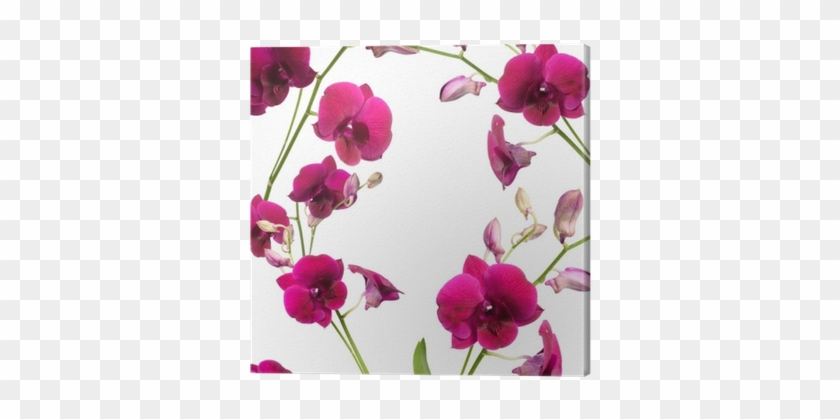 Beautiful Purple Orchid Flower Frame Isolated On White - Sweet Pea #779616