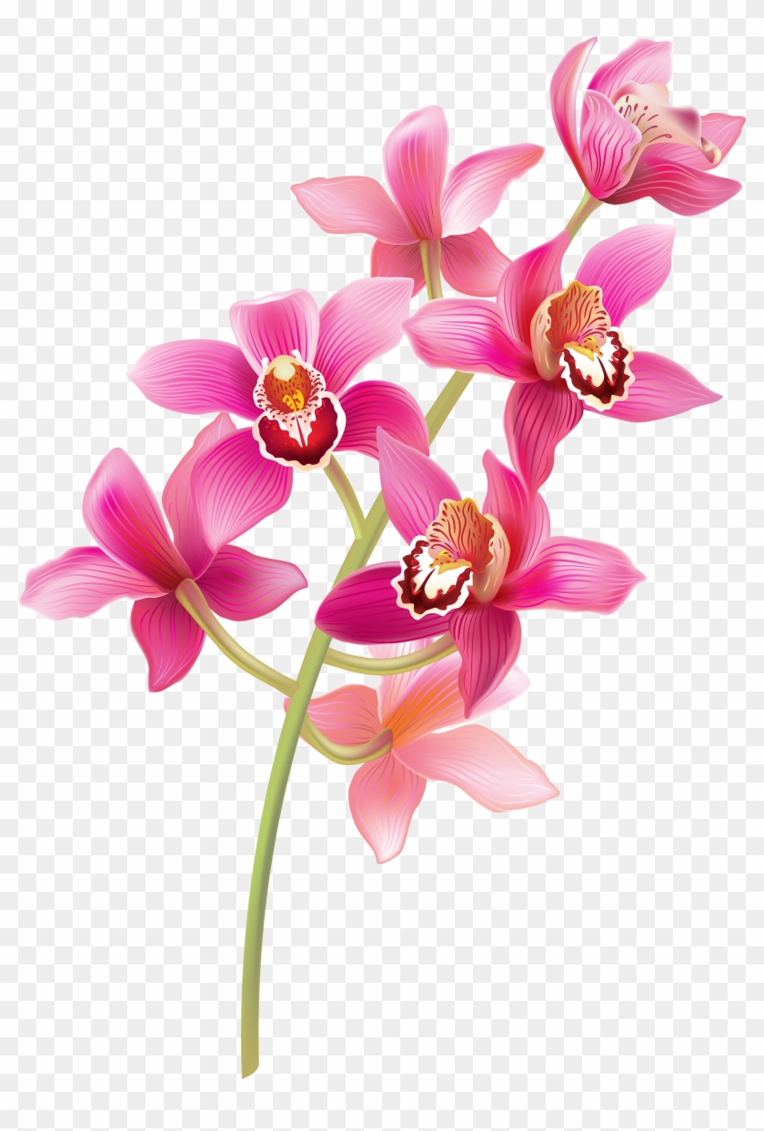 Orchid Clipart Orchid Flower - Orchids Png #779631
