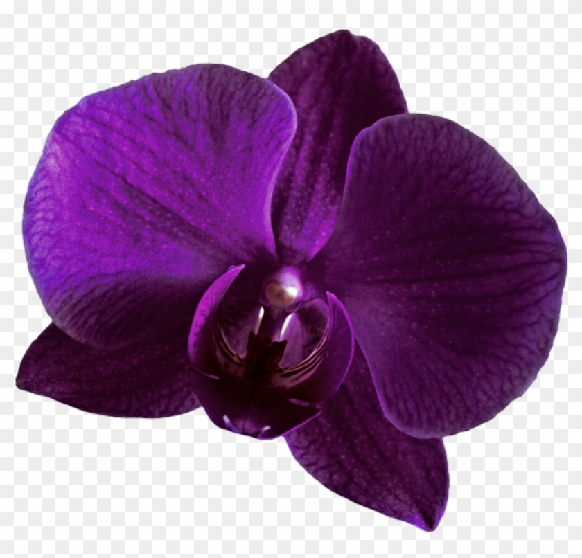 Purple Orchid By Jeanicebartzen27 - Purple Orchid Clipart #779661