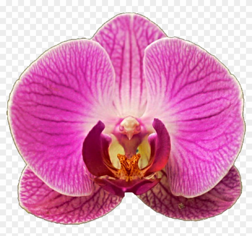 Very Pink Orchid By Jeanicebartzen27 Very Pink Orchid - Moth Orchid #779665