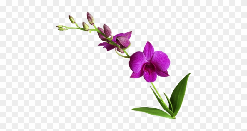 Png Images Flowers Flowers / Png - Canh Hoa Lan Dep #779706