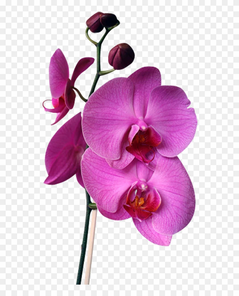 Png Клипарт "beautiful Orchids Flower" - Orchids #779707